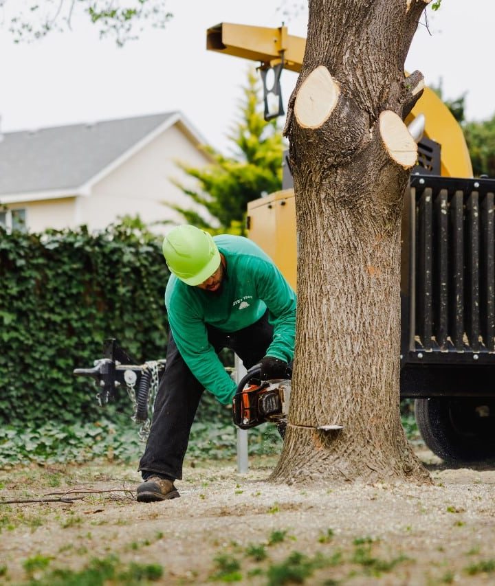 Professional Tree Removal: Protecting Your Property from Falling Branches and Debris