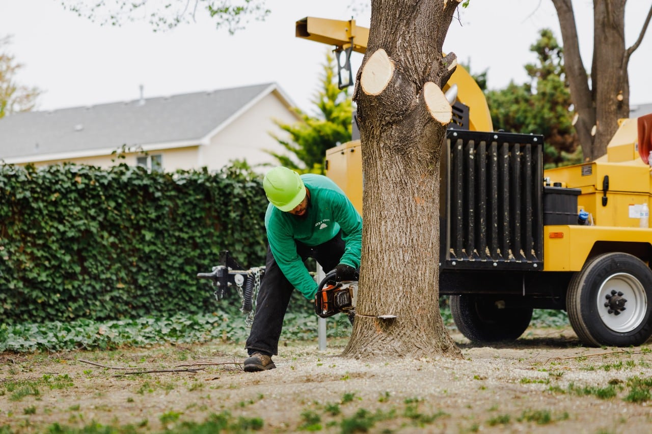 Professional Tree Removal: Protecting Your Property from Falling Branches and Debris