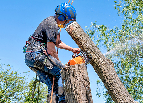 https://poncetreeservices.com/when-to-prune-trees-in-texas/